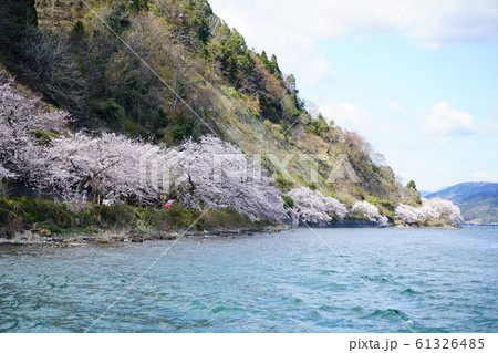 海津大崎　桜　琵琶湖 61326485