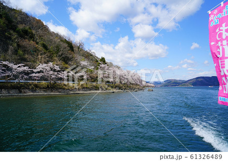 海津大崎　桜　琵琶湖 61326489