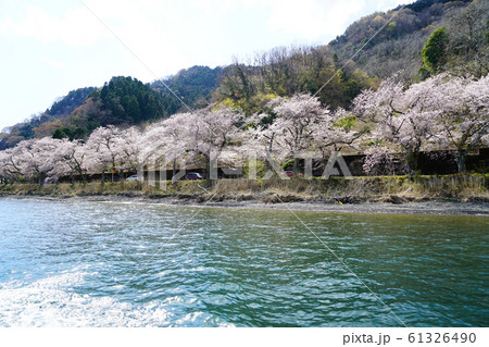 海津大崎 桜 琵琶湖 海津大崎 桜 琵琶湖 61326490