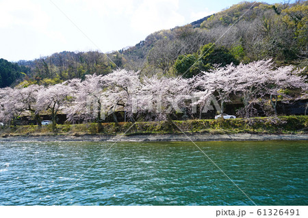 海津大崎　桜　琵琶湖 61326491
