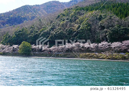 海津大崎　桜　琵琶湖 61326495