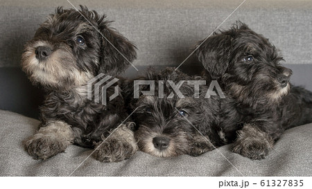 Three schnauzer puppies laying on the sofa, close Three schnauzer puppies laying on the sofa, close 61327835