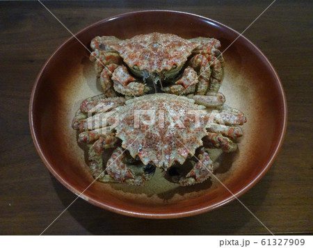 栗蟹 Helmet crab 写真 栗蟹 Helmet crab 写真 61327909