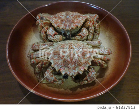 栗蟹 Helmet crab 写真 61327913