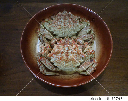 栗蟹 Helmet crab 写真 61327924