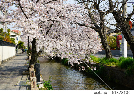 玉串川 桜 大阪 八尾市 玉串川 桜 大阪 八尾市 61328180