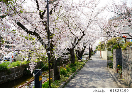 玉串川　桜　大阪　八尾市 61328190