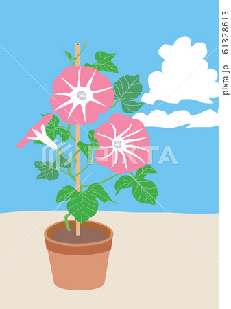 ピンクの朝顔の鉢植えのイラストのイラスト素材
