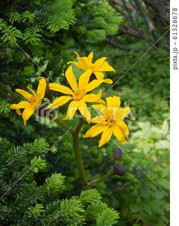 マルバダケブキ 61328678