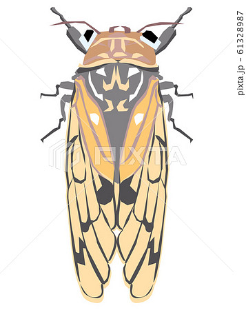 蝉のイラストのイラスト素材
