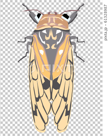 Cicada's illustration Cicada's illustration 61328987