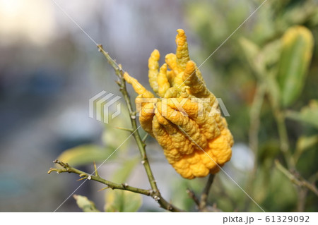 仏手柑 仏手柑 61329092