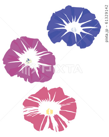 3つの朝顔の花のイラストのイラスト素材