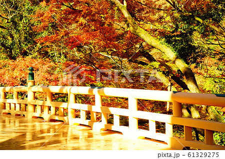 鶴仙渓の紅葉 鶴仙渓の紅葉 61329275