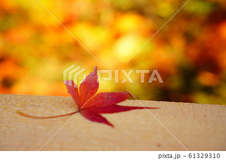 鶴仙渓の紅葉 61329310