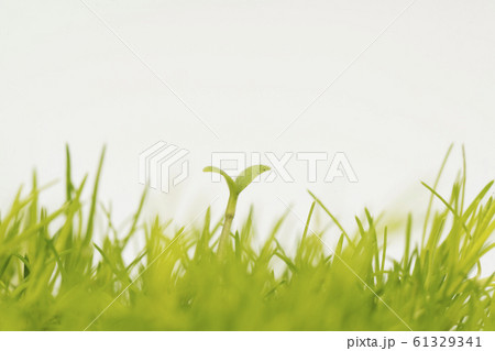 ネモフィラの双葉 61329341