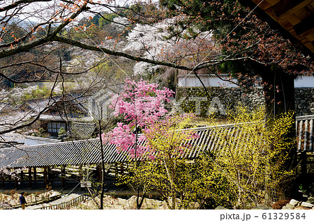 長谷寺 桜 奈良県 長谷寺 桜 奈良県 61329584