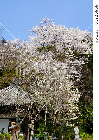 長谷寺　桜　奈良県 61329606