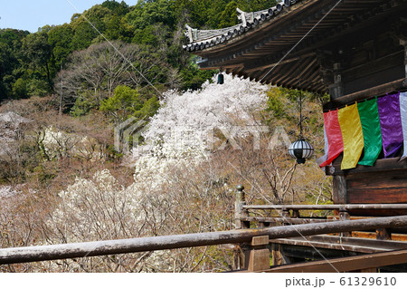 長谷寺　桜　奈良県 61329610