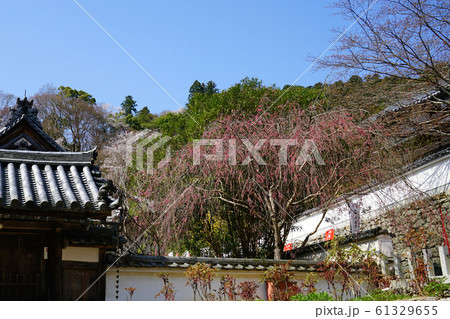 長谷寺 桜 奈良県 長谷寺 桜 奈良県 61329655