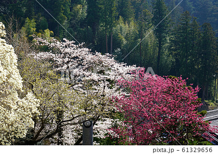 長谷寺　桜　奈良県 61329656