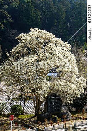 長谷寺 桜 奈良県 長谷寺 桜 奈良県 61329658