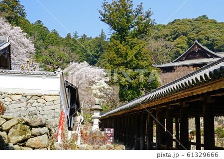 長谷寺　桜　奈良県 61329666