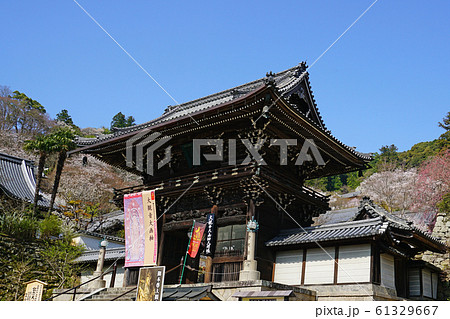長谷寺 桜 奈良県 長谷寺 桜 奈良県 61329667