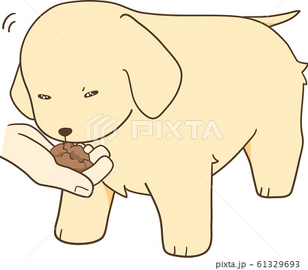 ゴールデンレトリバーの子犬（手から餌を食べる） 61329693