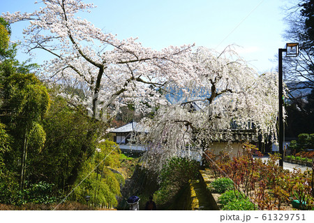 長谷寺　桜　奈良県 61329751