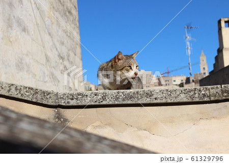 マテーラの猫 マテーラの猫 61329796