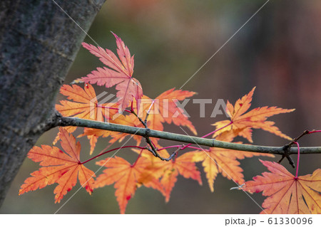 紅葉 #5 紅葉 #5 61330096