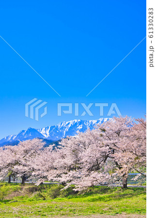 大山と豊房の桜並木 大山と豊房の桜並木 61330283
