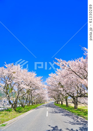 大山 豊房の桜並木 大山 豊房の桜並木 61330289