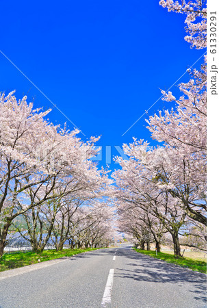 大山 豊房の桜並木 大山 豊房の桜並木 61330291