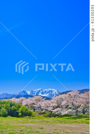 大山と豊房の桜並木 大山と豊房の桜並木 61330293