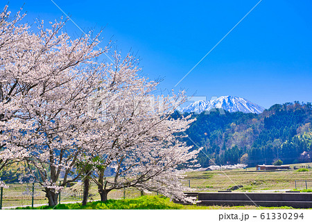 大山と豊房の桜並木 61330294