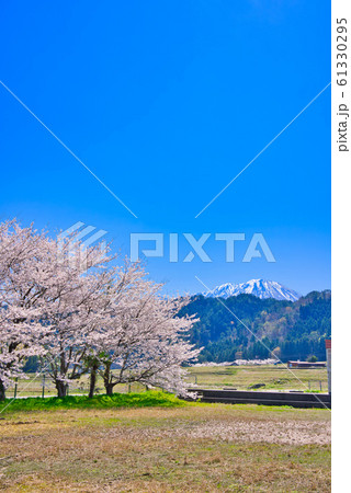 大山と豊房の桜並木 大山と豊房の桜並木 61330295
