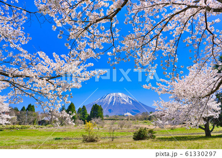 大山と桜 大山と桜 61330297