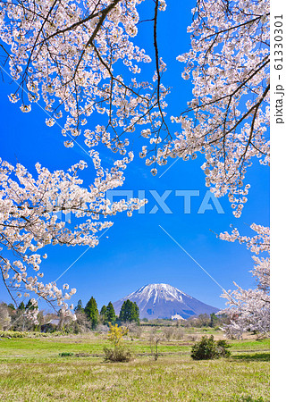 大山と桜 61330301