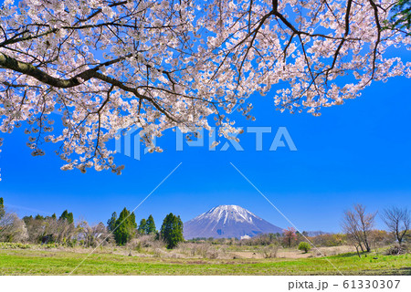 大山と桜 大山と桜 61330307