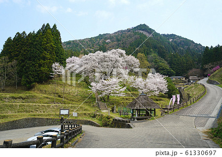 仏隆寺　桜　奈良県 61330697
