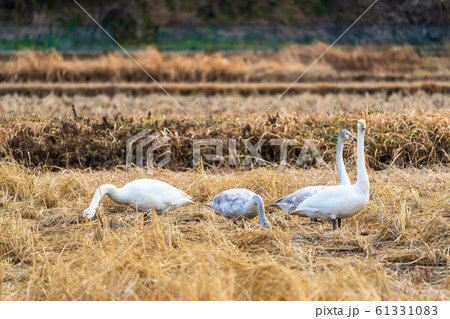 羽を休める白鳥　宮城県大河原町 61331083