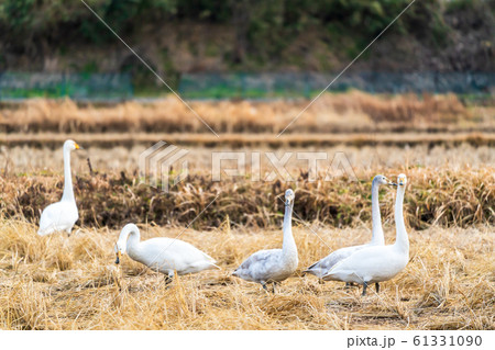 羽を休める白鳥　宮城県大河原町 61331090