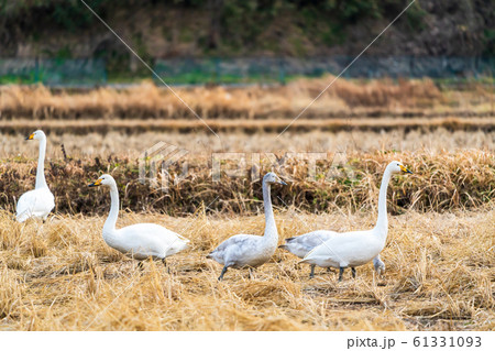 羽を休める白鳥　宮城県大河原町 61331093