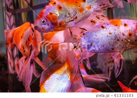沢山の金魚 61331103