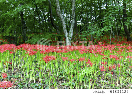 コトムルト ヨンチョンサ 母岳山 61331125