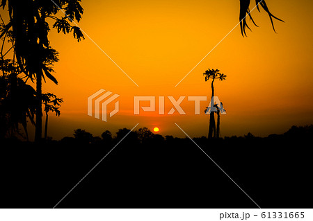 red sunset with a trees silhouette at sunset red sunset with a trees silhouette at sunset 61331665