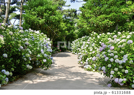 アジサイ 太宗社 太宗台 61331688