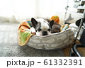 ボストンテリアのうたた寝 61332391